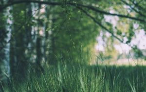 Preview wallpaper grass, trees, meadow, branches, greens