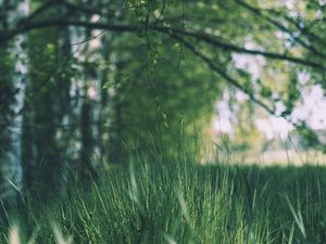 Preview wallpaper grass, trees, meadow, branches, greens