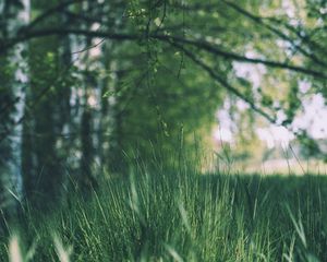 Preview wallpaper grass, trees, meadow, branches, greens