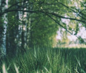 Preview wallpaper grass, trees, meadow, branches, greens