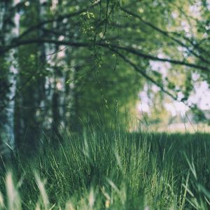 Preview wallpaper grass, trees, meadow, branches, greens