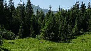 Preview wallpaper grass, trees, mountains, flowers