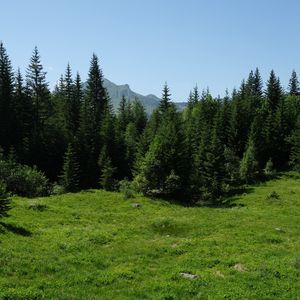 Preview wallpaper grass, trees, mountains, flowers