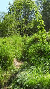 Preview wallpaper grass, trees, nature