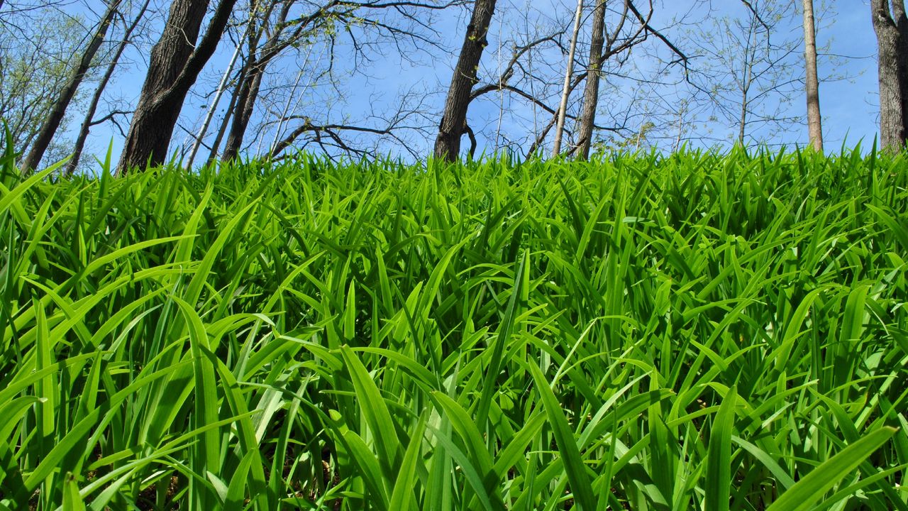 Wallpaper grass, trees, nature