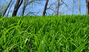 Preview wallpaper grass, trees, nature