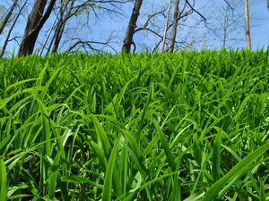 Preview wallpaper grass, trees, nature