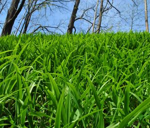 Preview wallpaper grass, trees, nature