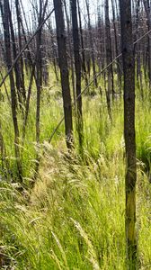 Preview wallpaper grass, trees, spike, forest