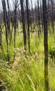 Preview wallpaper grass, trees, spike, forest