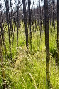 Preview wallpaper grass, trees, spike, forest