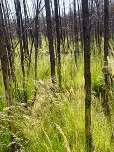 Preview wallpaper grass, trees, spike, forest