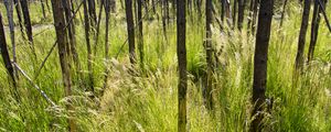 Preview wallpaper grass, trees, spike, forest