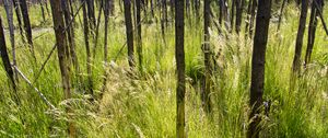 Preview wallpaper grass, trees, spike, forest