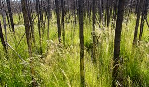 Preview wallpaper grass, trees, spike, forest