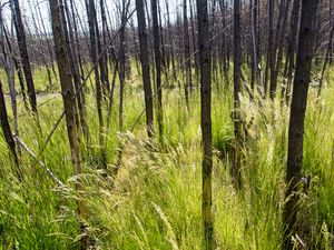 Preview wallpaper grass, trees, spike, forest