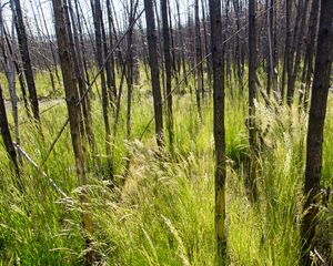 Preview wallpaper grass, trees, spike, forest