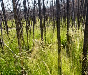 Preview wallpaper grass, trees, spike, forest