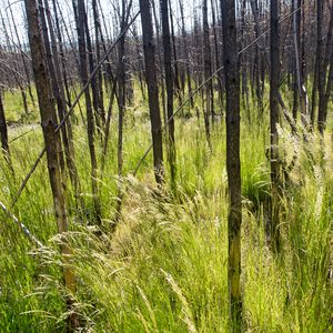 Preview wallpaper grass, trees, spike, forest