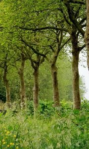 Preview wallpaper grass, trees, summer, field, beautifully