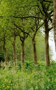 Preview wallpaper grass, trees, summer, field, beautifully