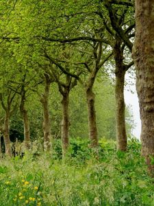 Preview wallpaper grass, trees, summer, field, beautifully