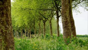 Preview wallpaper grass, trees, summer, field, beautifully