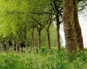 Preview wallpaper grass, trees, summer, field, beautifully