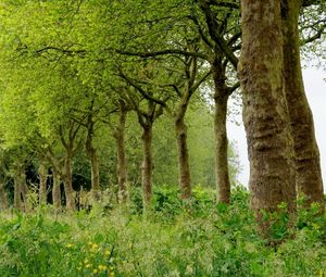 Preview wallpaper grass, trees, summer, field, beautifully