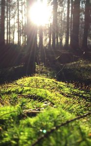 Preview wallpaper grass, trees, sunlight