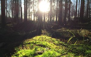 Preview wallpaper grass, trees, sunlight