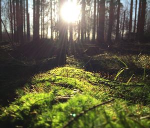 Preview wallpaper grass, trees, sunlight