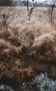 Preview wallpaper grass, trees, swamp, nature, landscape