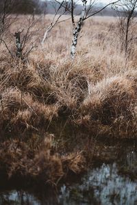 Preview wallpaper grass, trees, swamp, nature, landscape