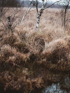 Preview wallpaper grass, trees, swamp, nature, landscape