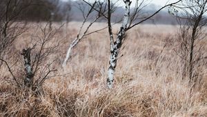 Preview wallpaper grass, trees, swamp, nature, landscape