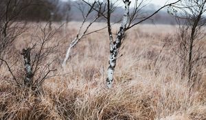 Preview wallpaper grass, trees, swamp, nature, landscape