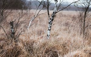 Preview wallpaper grass, trees, swamp, nature, landscape