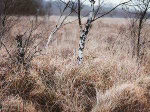 Preview wallpaper grass, trees, swamp, nature, landscape