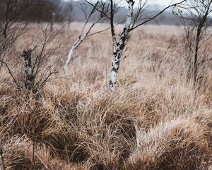 Preview wallpaper grass, trees, swamp, nature, landscape