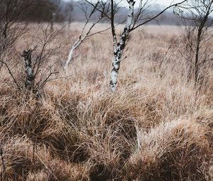 Preview wallpaper grass, trees, swamp, nature, landscape