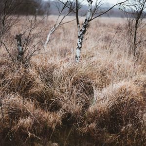 Preview wallpaper grass, trees, swamp, nature, landscape