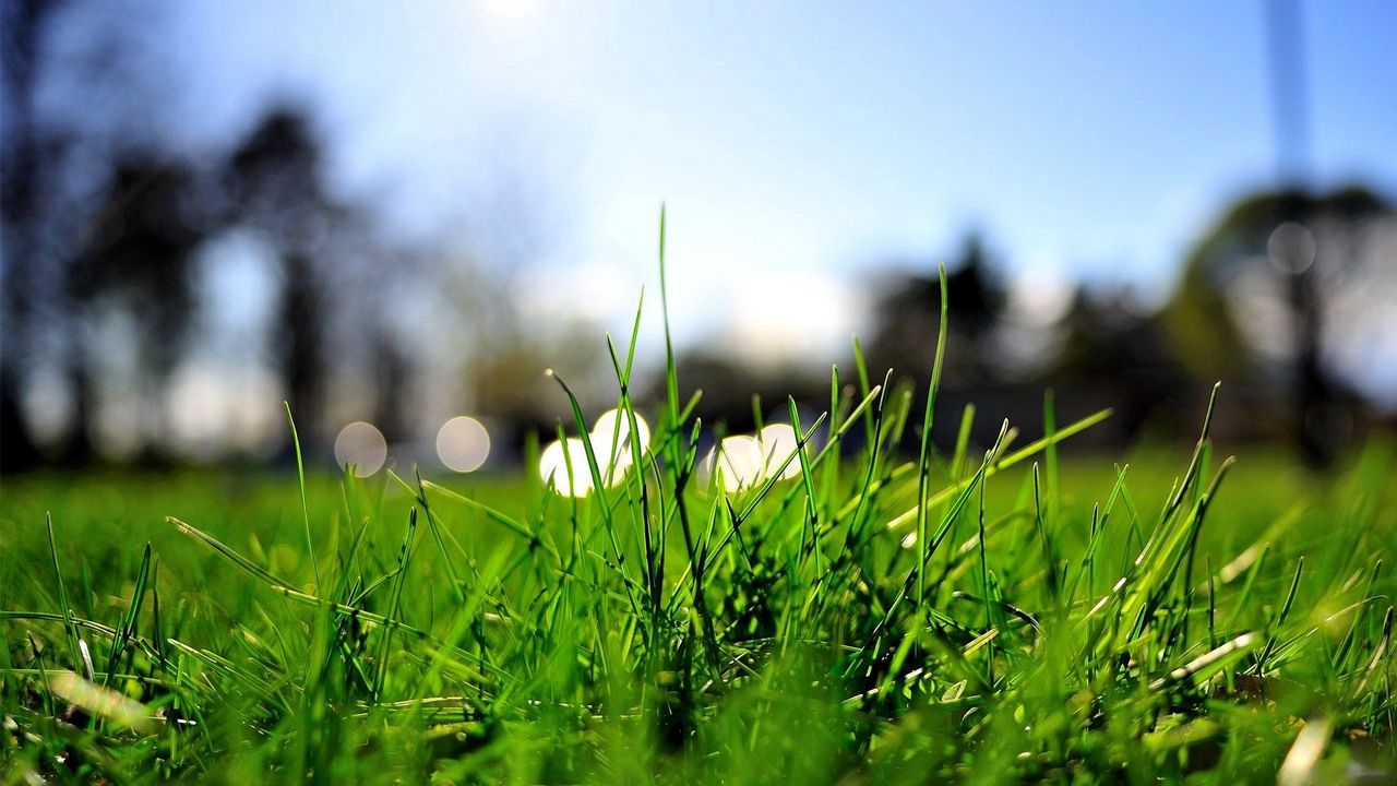 Wallpaper grass, turf, bright