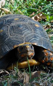 Preview wallpaper grass, turtle, climbing, spotted