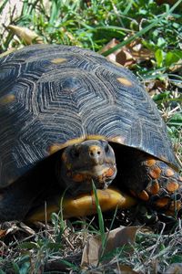 Preview wallpaper grass, turtle, climbing, spotted