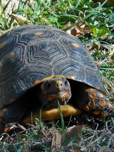 Preview wallpaper grass, turtle, climbing, spotted