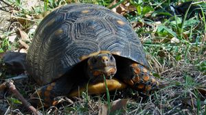 Preview wallpaper grass, turtle, climbing, spotted