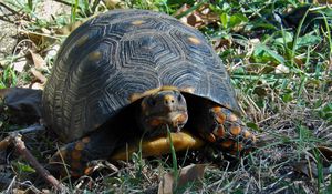 Preview wallpaper grass, turtle, climbing, spotted