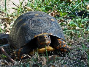 Preview wallpaper grass, turtle, climbing, spotted