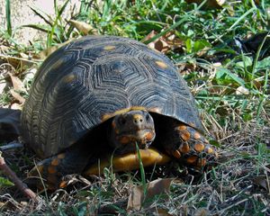 Preview wallpaper grass, turtle, climbing, spotted